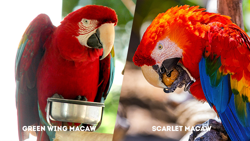 Green Wing Macaw Vs Scarlet Macaw diet