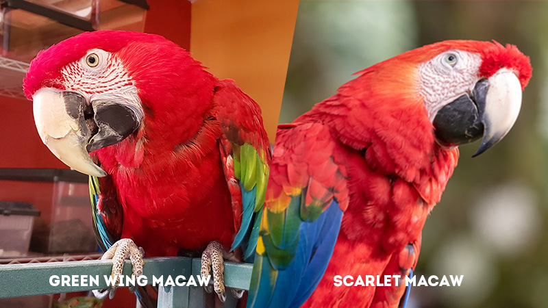 Green Wing Macaw Vs Scarlet Macaw