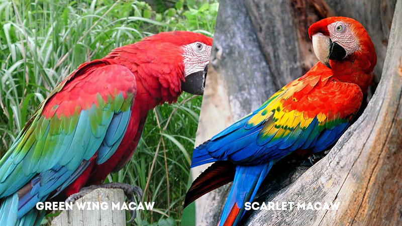 Green Wing Macaw Vs Scarlet Macaw feather petterns