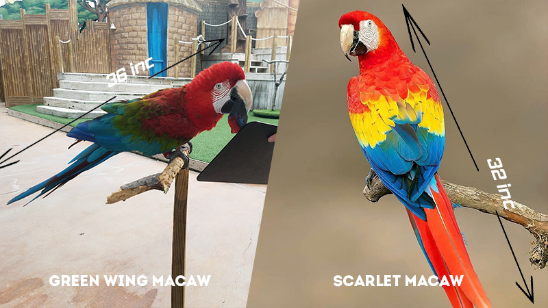 Green Wing Macaw Vs Scarlet Macaw