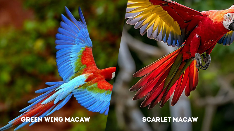 Green Wing Macaw Vs Scarlet Macaw tail