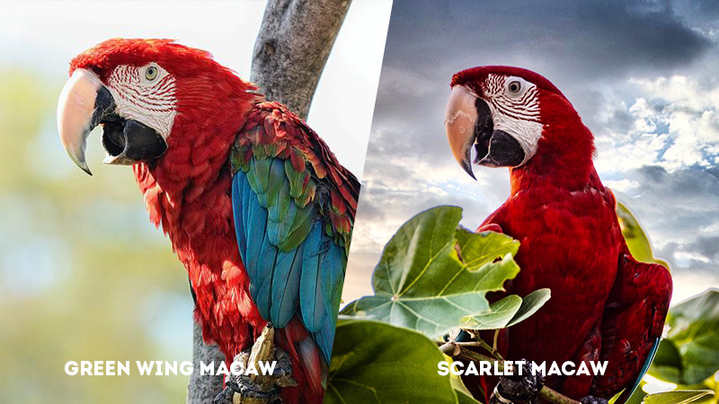 Green Wing Macaw Vs Scarlet Macaw Talking Ability
