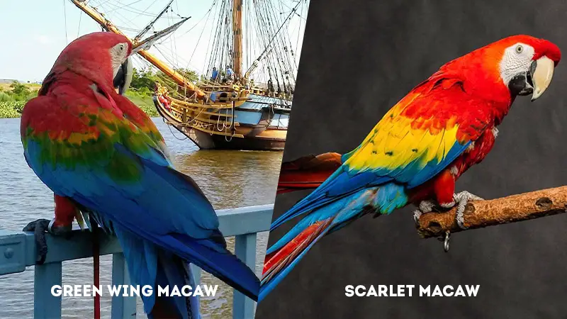 Green Wing Macaw Vs Scarlet Macaw