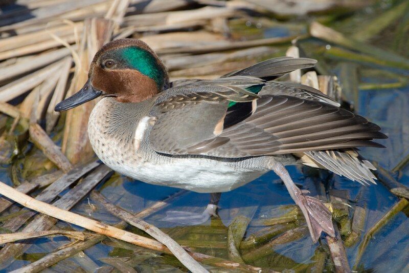 Green-winged_teal__1