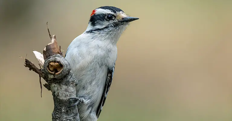 Grey-Breasted Woodpecker