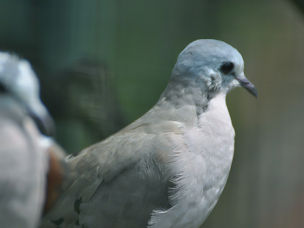Grey Imperial Pigeon