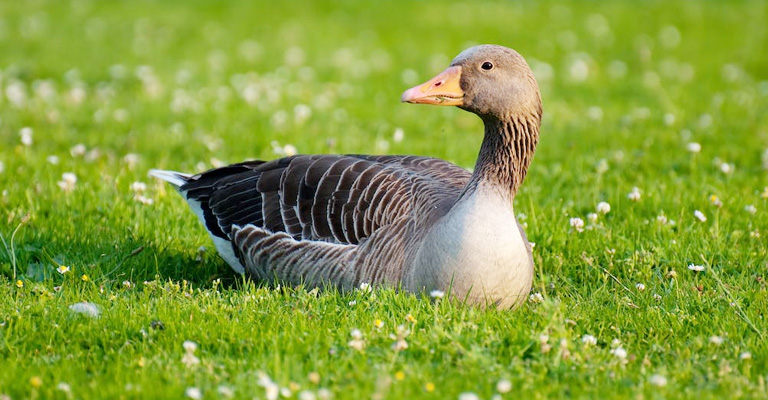 Greylag Geese