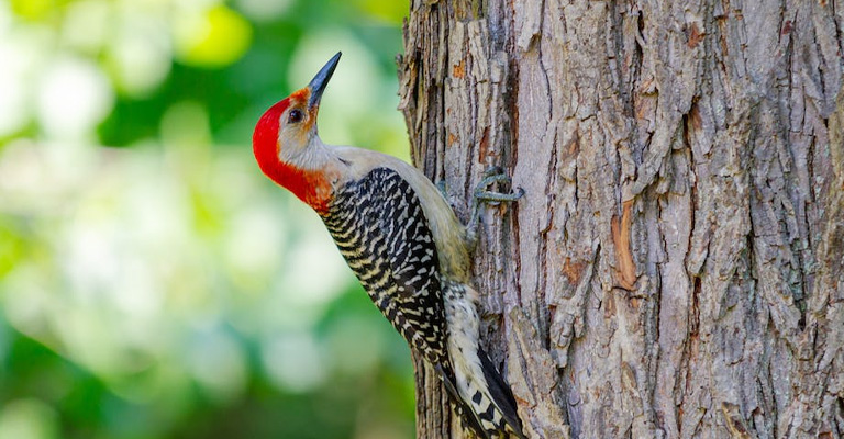 Which Trees Woodpecker Pecks