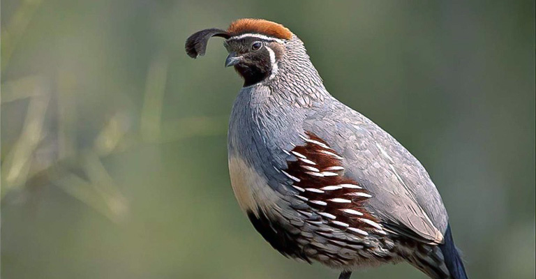 Himalayan Quail