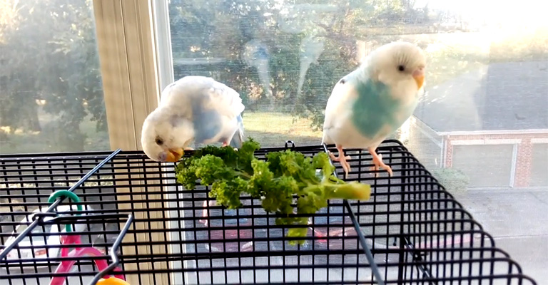How Can I Know If My Parakeet Is Loving Kale