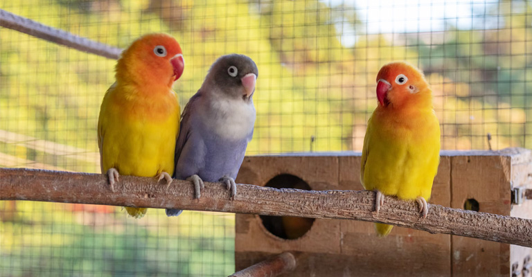 How Can I Stop Lovebirds From Biting Each Other Feet