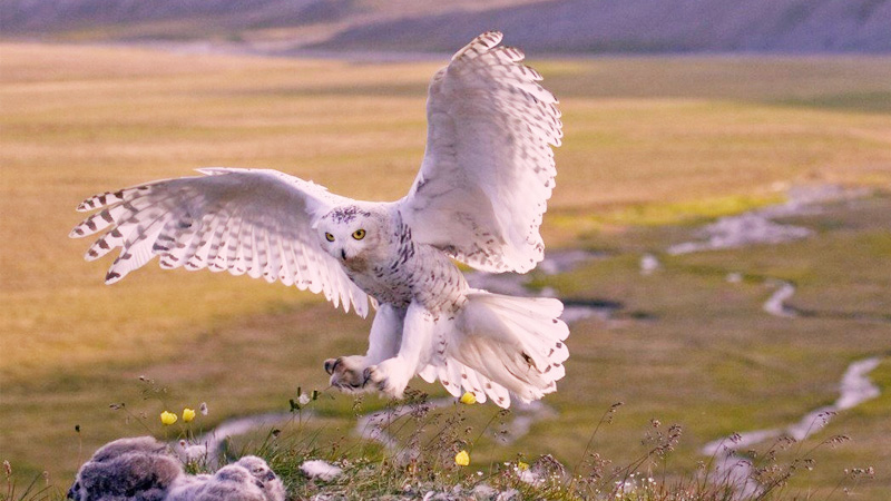 How Can We Help Snowy Owls