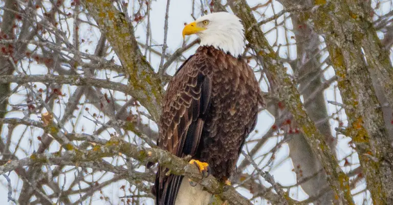 How Cold Can Bald Eagles Survive
