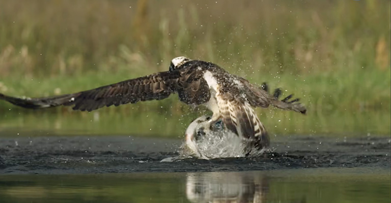 How Do Bald Eagles Hunt