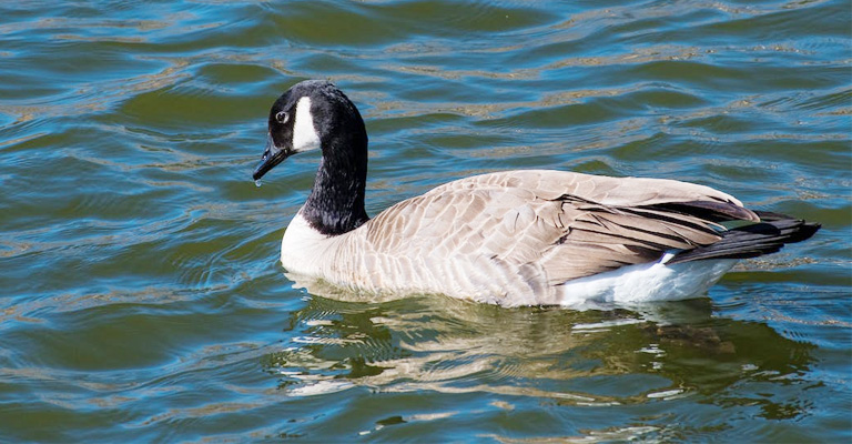 How Do Canadian Geese Survive The Cold