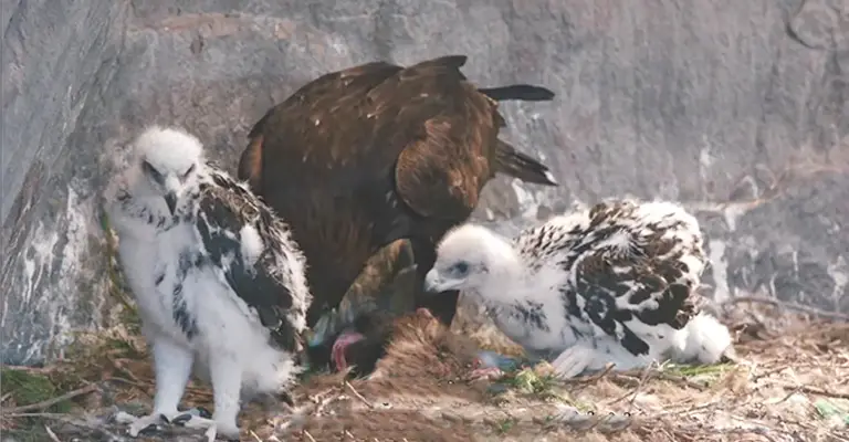 How Do Eagles Keep Their Babies Warm