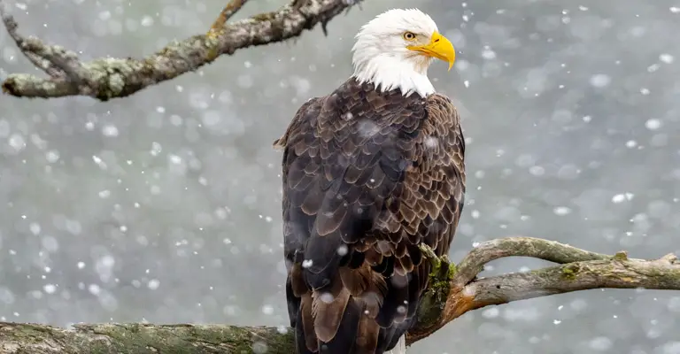 How Cold Can Bald Eagles Survive