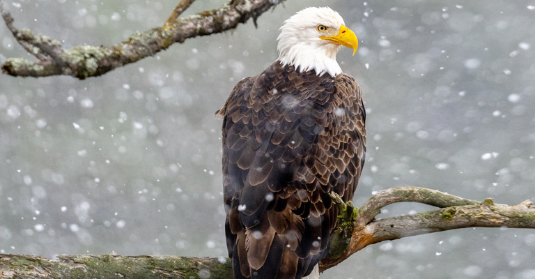 How Do Eagles Stay Warm In Cold Weather