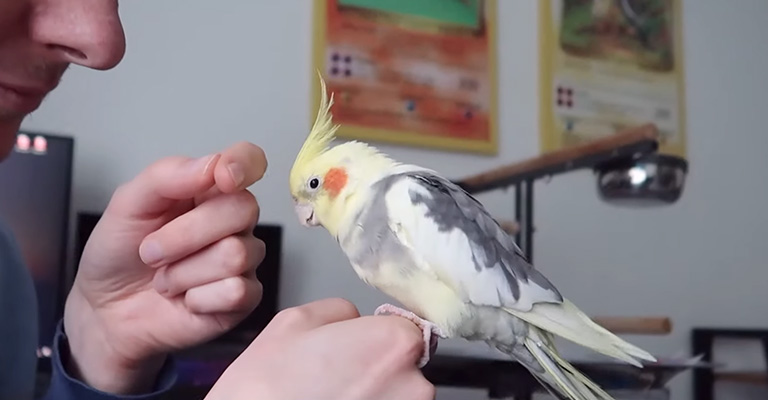 How Do I Respond to My Cockatiel's 'Toot' Sound