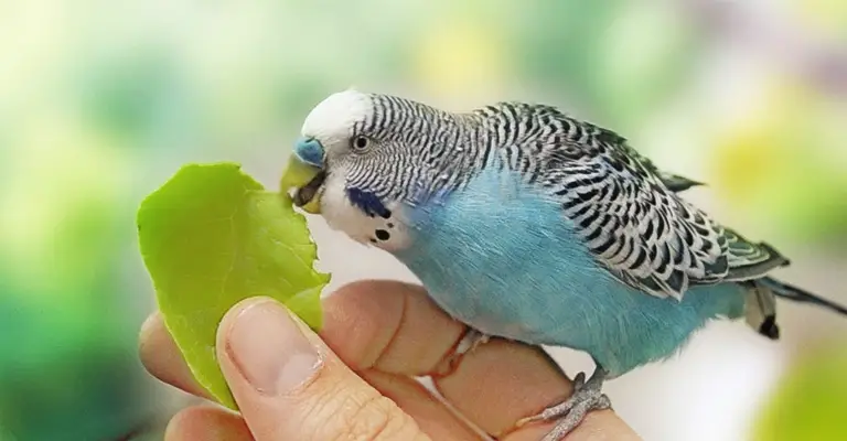 How Do I Serve Spinach To My Cockatiels