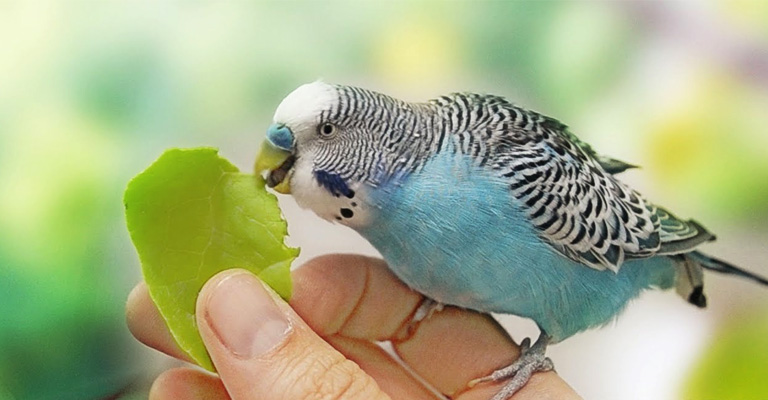 Can Cockatiels Eat Spinach