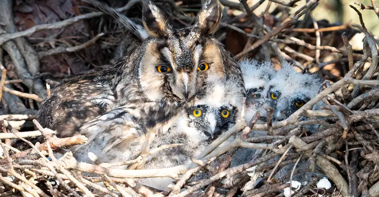 How Do Owls Share Parental Duties