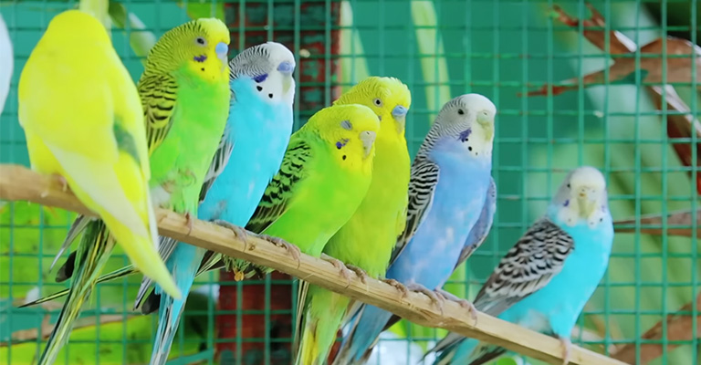 How Do Parakeets Decide The Leader