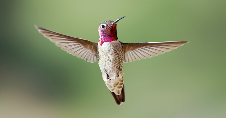 How Do The Hummingbirds Bully