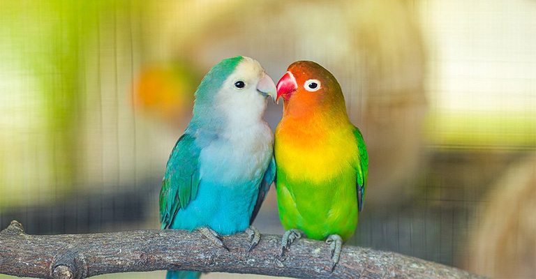 How Do We Know If A Male Or A Female Lovebird Is Better