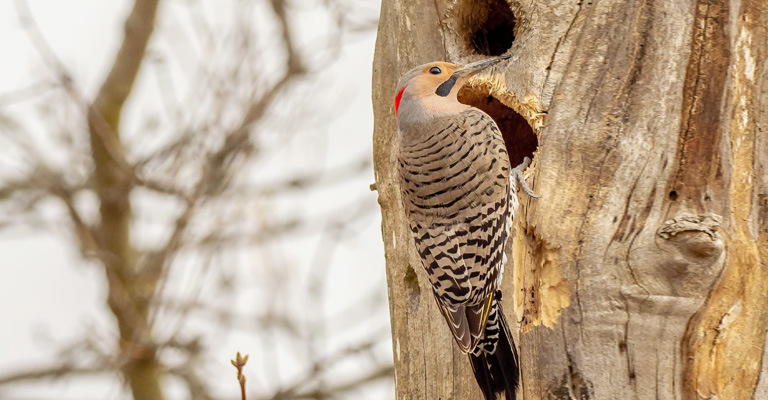 How Do Woodpeckers Peck