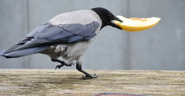 How Do You Present Food To Crows