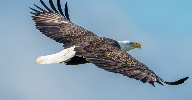 How Do You Recognize a Bald Eagle