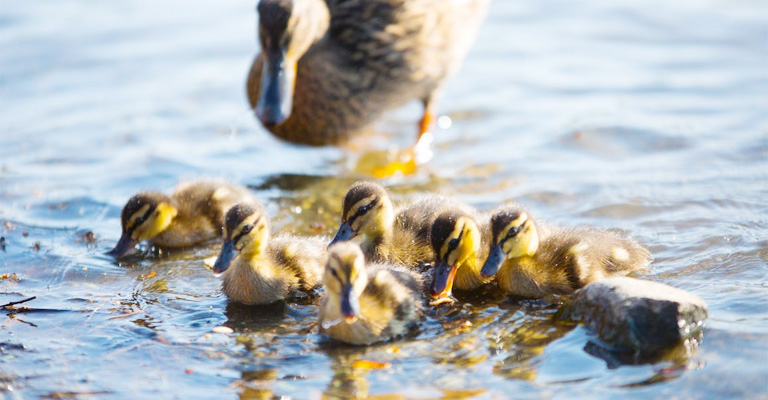 How Does A Mother Duck Feed Her Ducklings