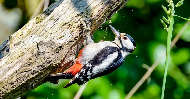 How Fast Can A Woodpecker Peck