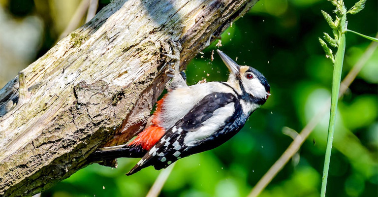 How Fast Can A Woodpecker Peck