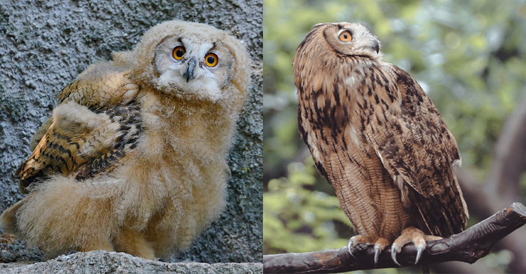 How Long Do Owls Live