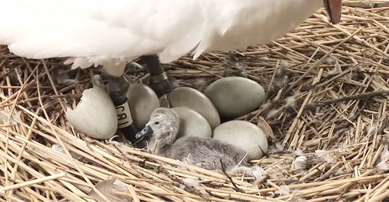 How Long Do Swan Eggs Take To Hatch