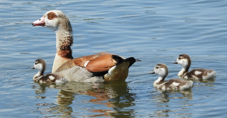 How Long Does A Mother Duck Feed Her Ducklings