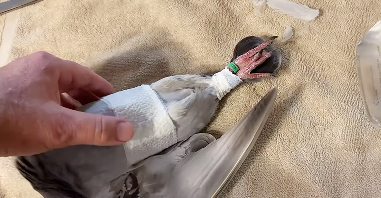 How Long Does It Take For A Pigeon's Broken Leg To Heal