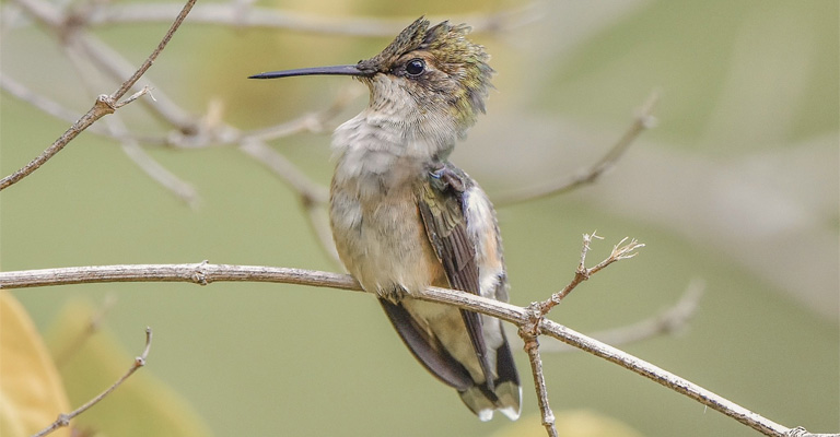 How Long Does It Take Hummingbirds to Migrate