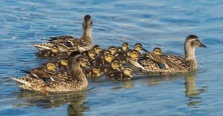 How Many Ducklings Can A Duck Have