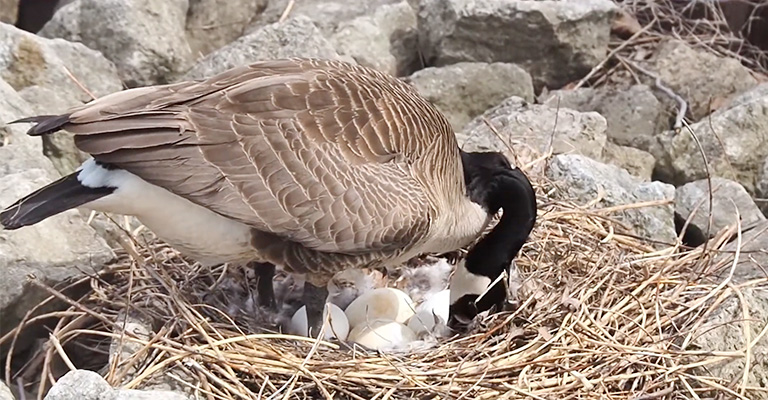 How Many Eggs Does a Goose Lay Before Sitting