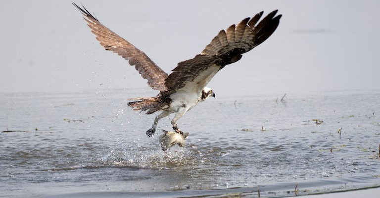 How Much Can an Eagle Lift