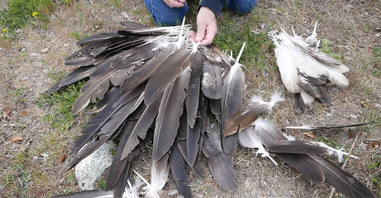 How Much Is a Bald Eagle Feather Worth