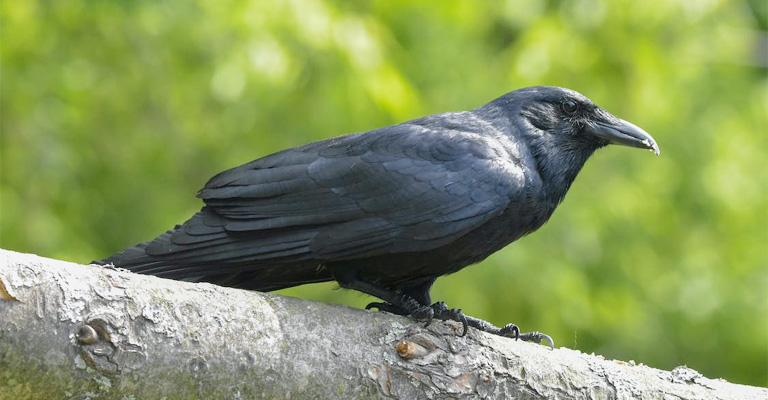 How To Befriend a Crow