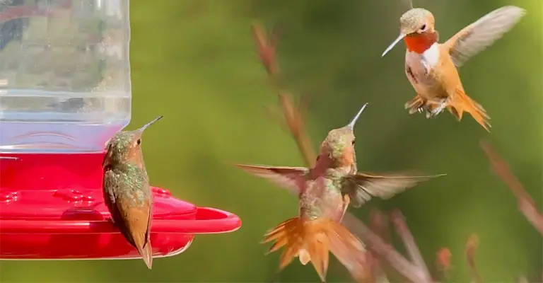 How to Deal With a Bully Hummingbird