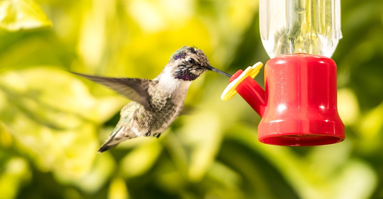 How To Deal With A Bully Hummingbird