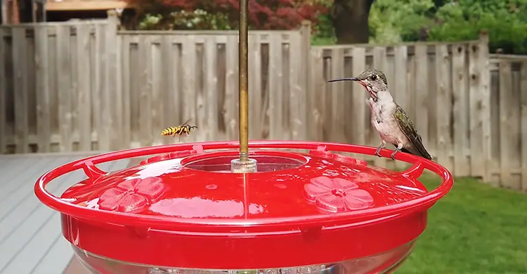 How To Keep Yellow Jackets Away From Hummingbird Feeders