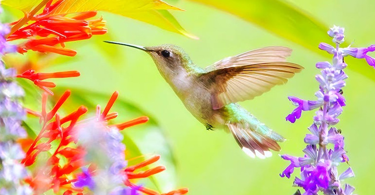 How to Attract Hummingbirds to Your Hanging Plants