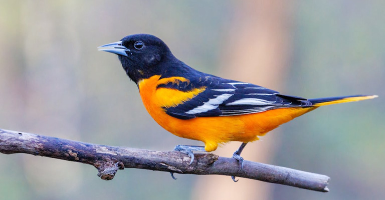 How to Attract Orioles to Your Yard